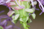 Roughleaf blazing star <BR>Tall blazing star